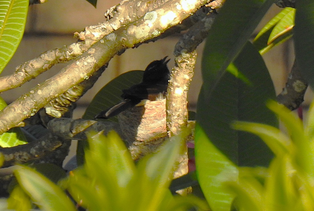 Bahçe Katmerkuyruğu - ML645638265