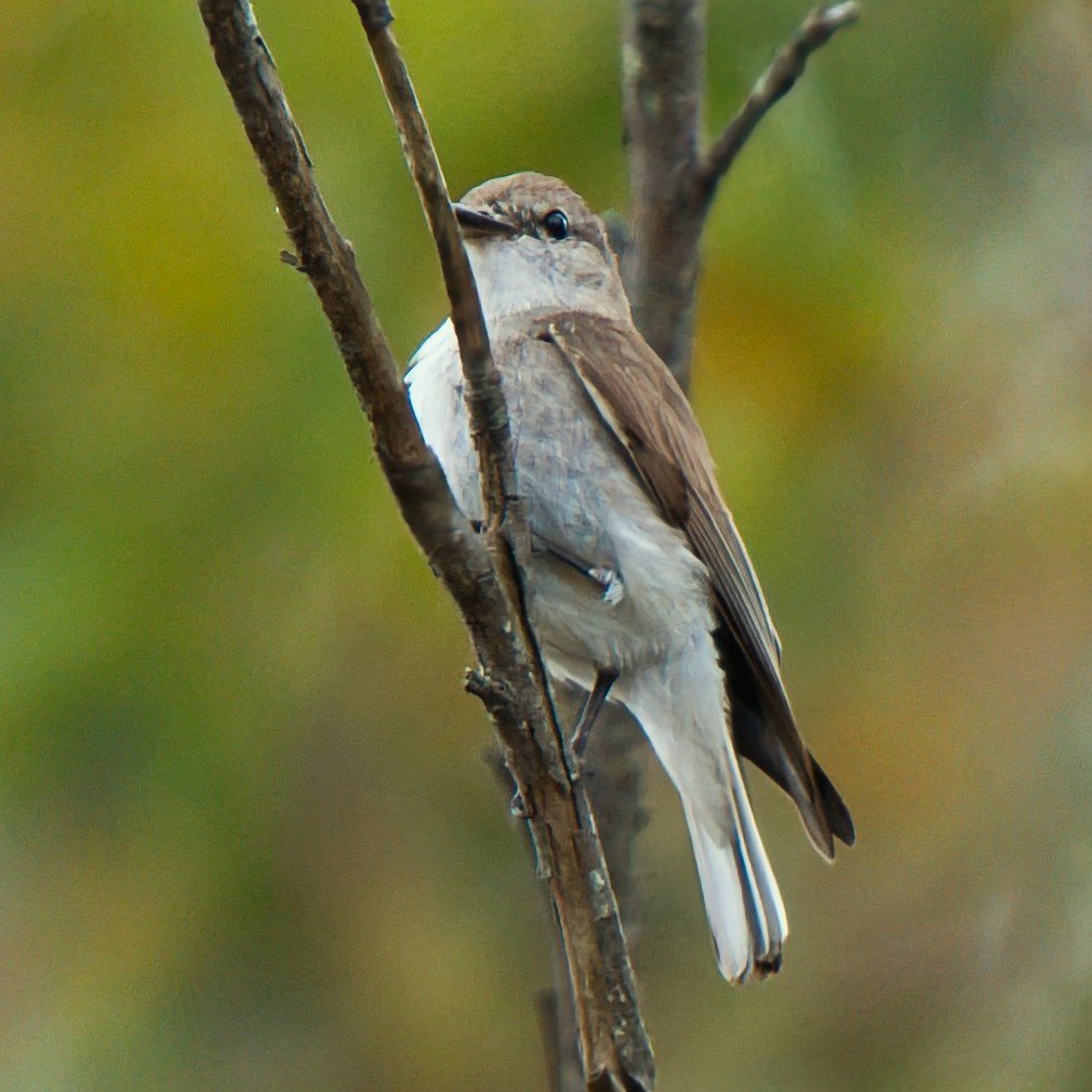 Avustalya Şakıcı Sinekkapanı - ML645638266