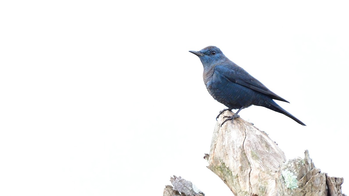 Gökardıç - ML645638267