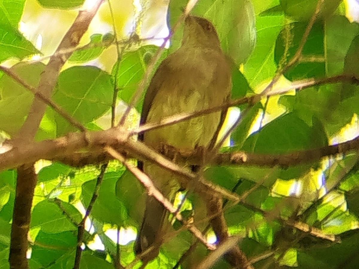 Ak Gözlü Arapbülbülü - ML645638269