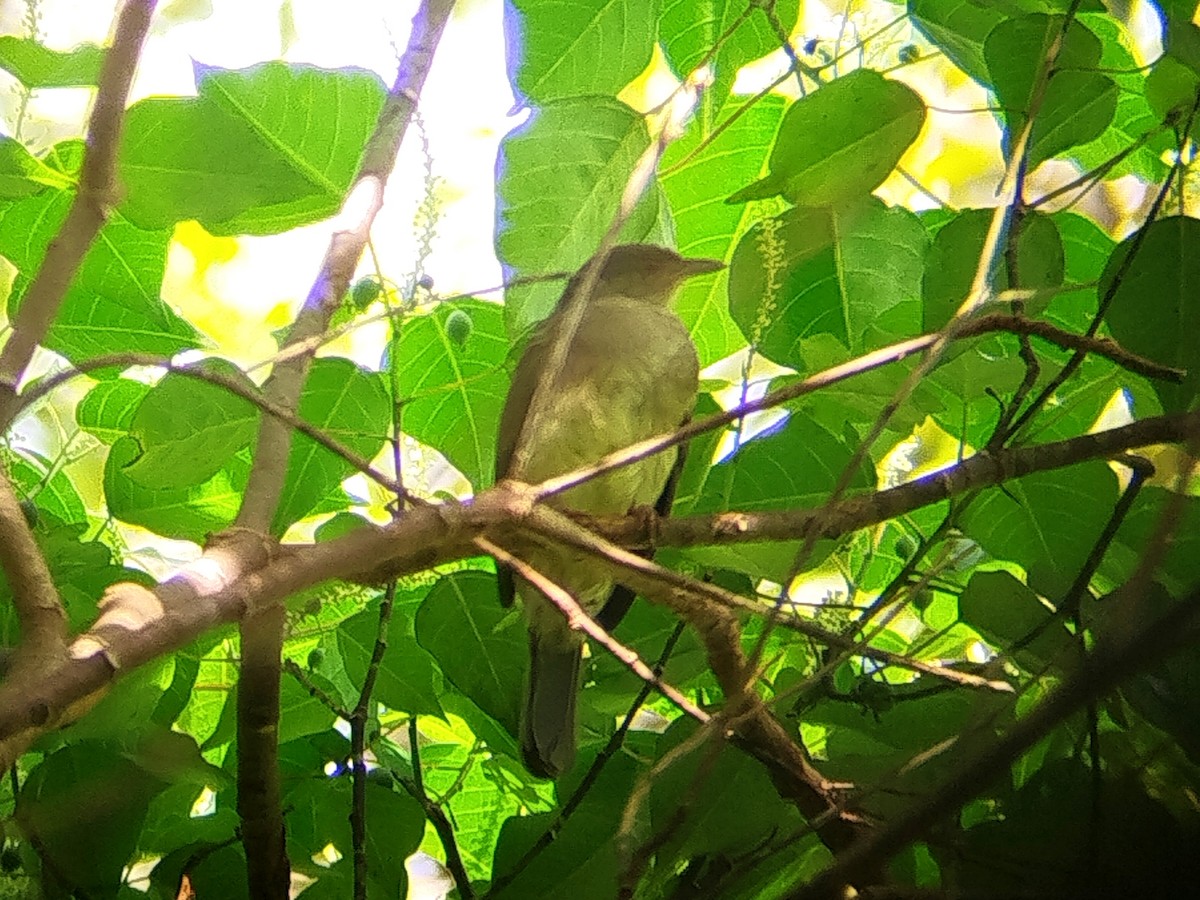 Ak Gözlü Arapbülbülü - ML645638270