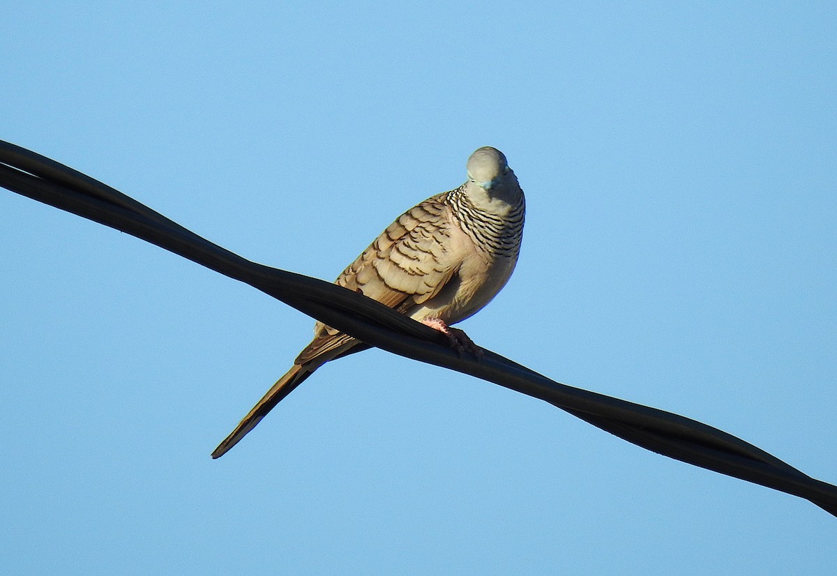 Uysal Kumru - ML645638271