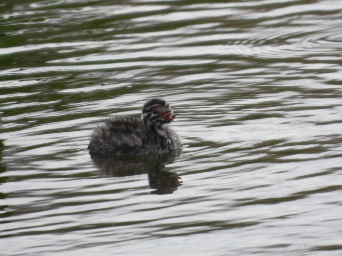 Avustralya Küçük Batağanı - ML645638272