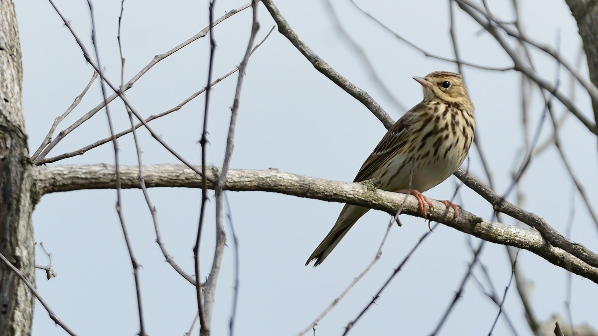 Ойн шийхнүүхэй - ML645638276