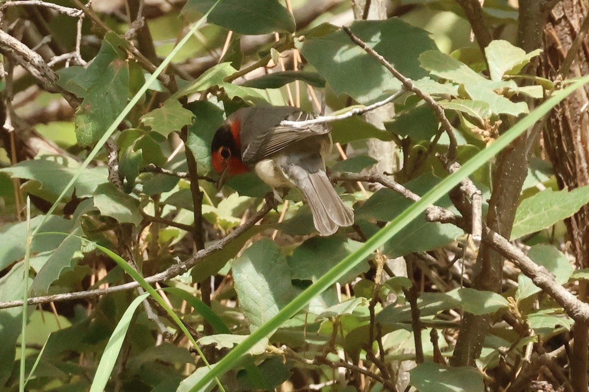 Reinita Carirroja - ML645638293