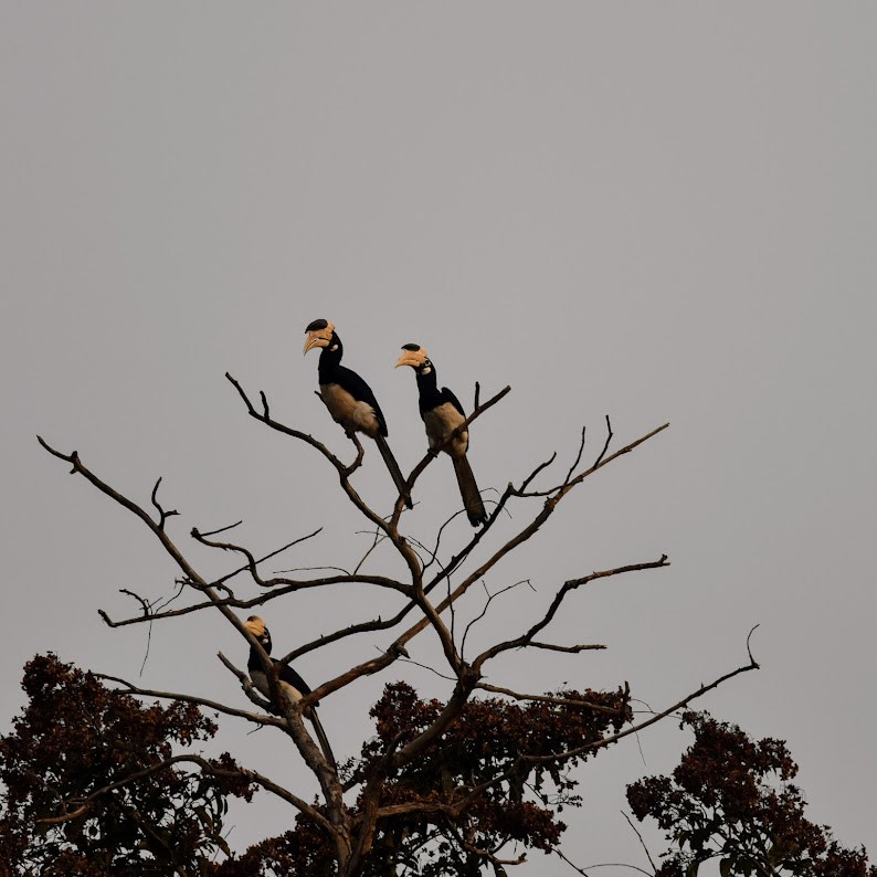 Malabar Pied-Hornbill - ML645638299
