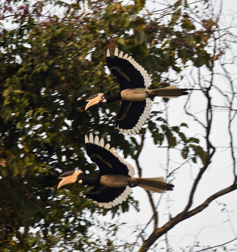 Malabar Pied-Hornbill - ML645638300