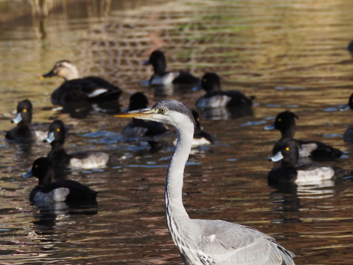 Чапля сіра - ML645638315