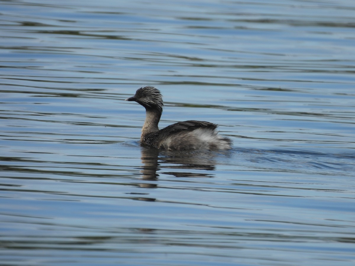 Hoary-headed Grebe - ML645638318