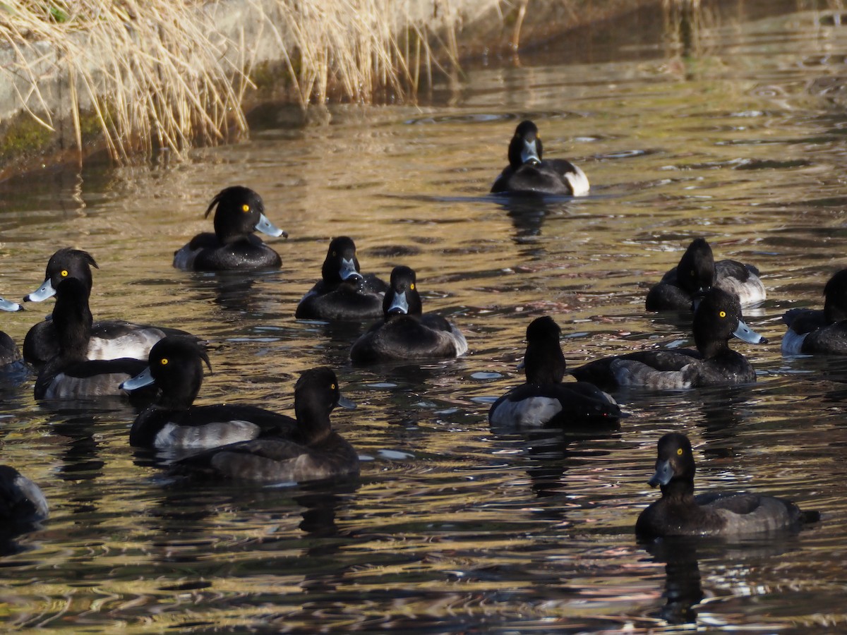 Чернь чубата - ML645638320
