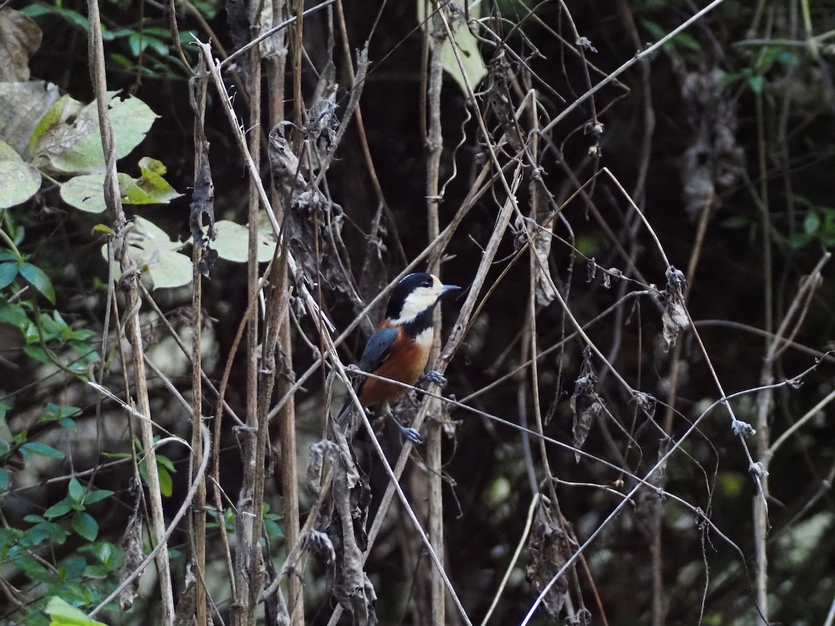 Гаїчка японська - ML645638327