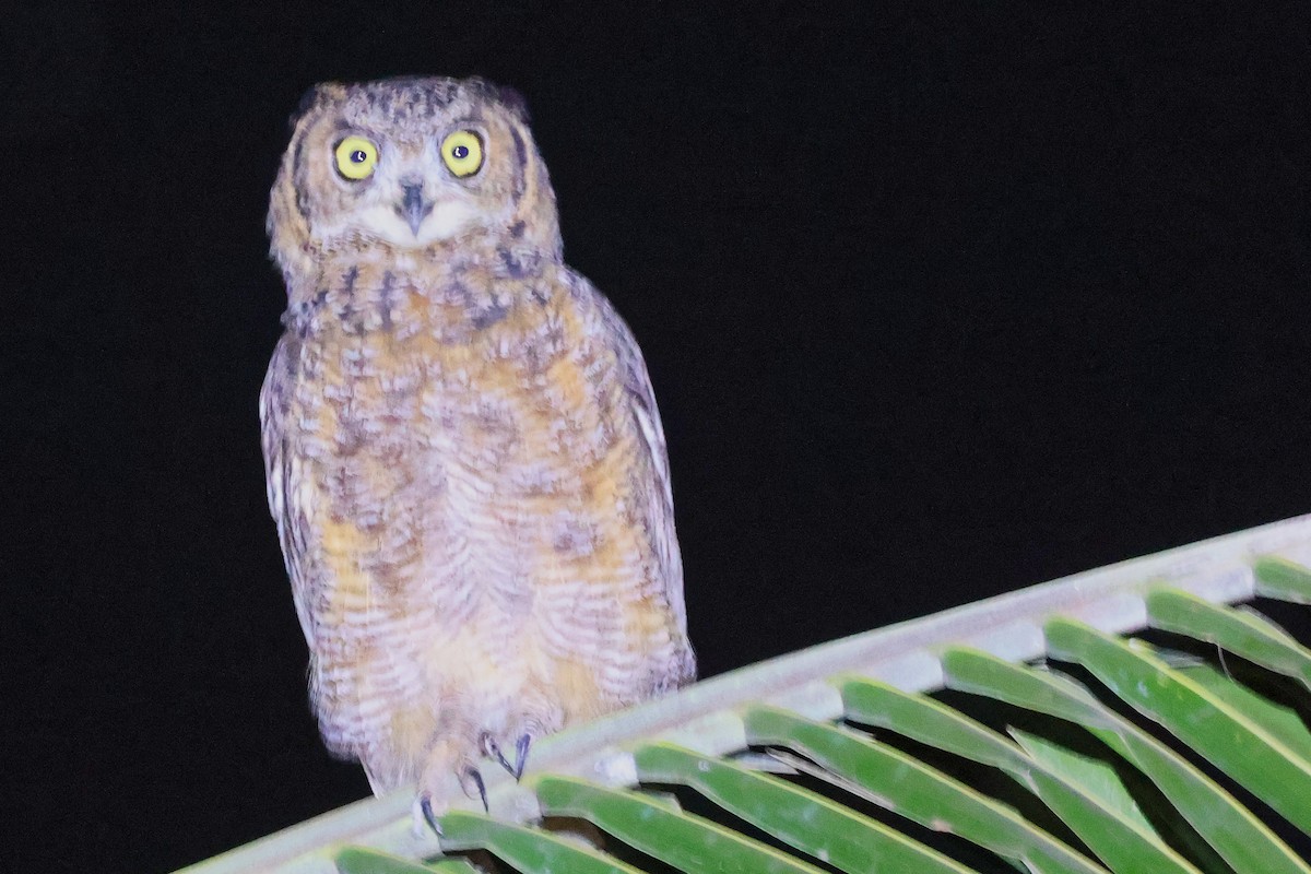 Arabian Eagle-Owl - ML645638330