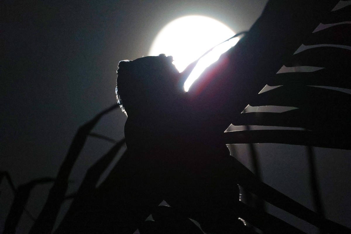 Arabian Eagle-Owl - ML645638331