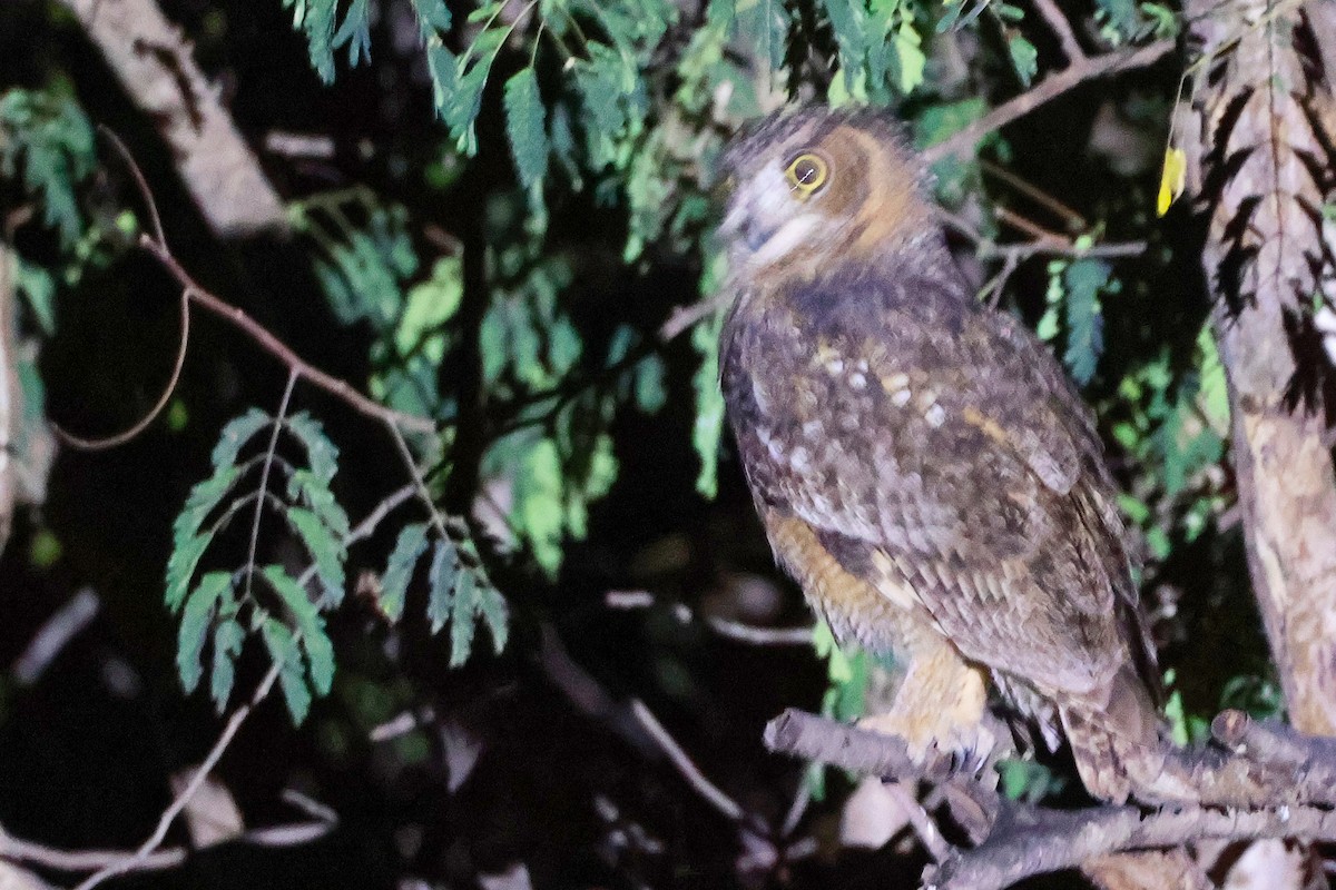 Arabian Eagle-Owl - ML645638332