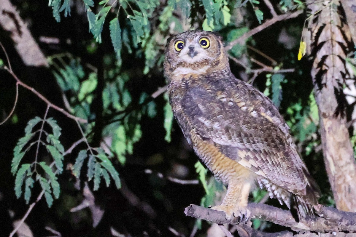 Arabian Eagle-Owl - ML645638333