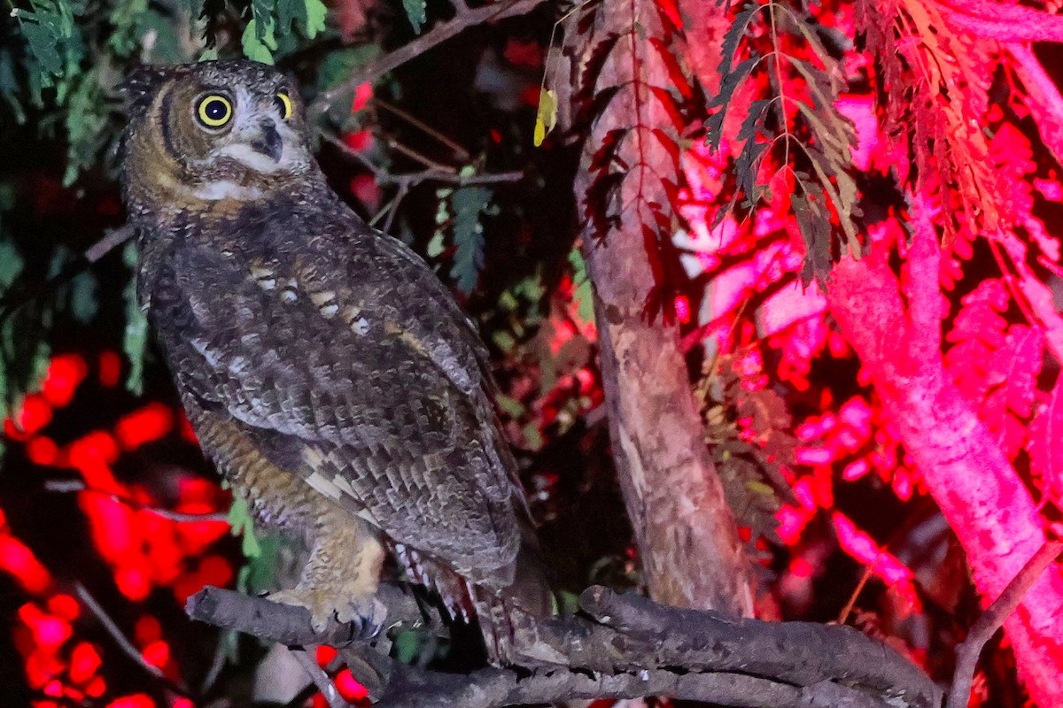 Arabian Eagle-Owl - ML645638334