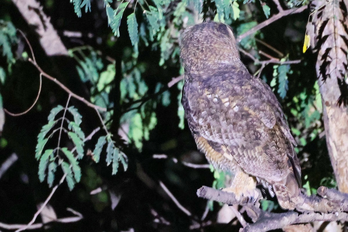 Arabian Eagle-Owl - ML645638335