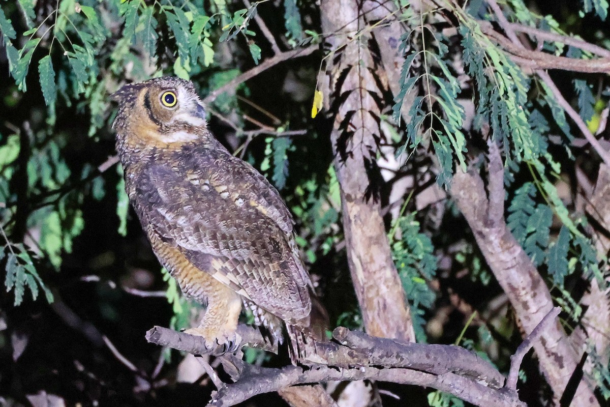 Arabian Eagle-Owl - ML645638336