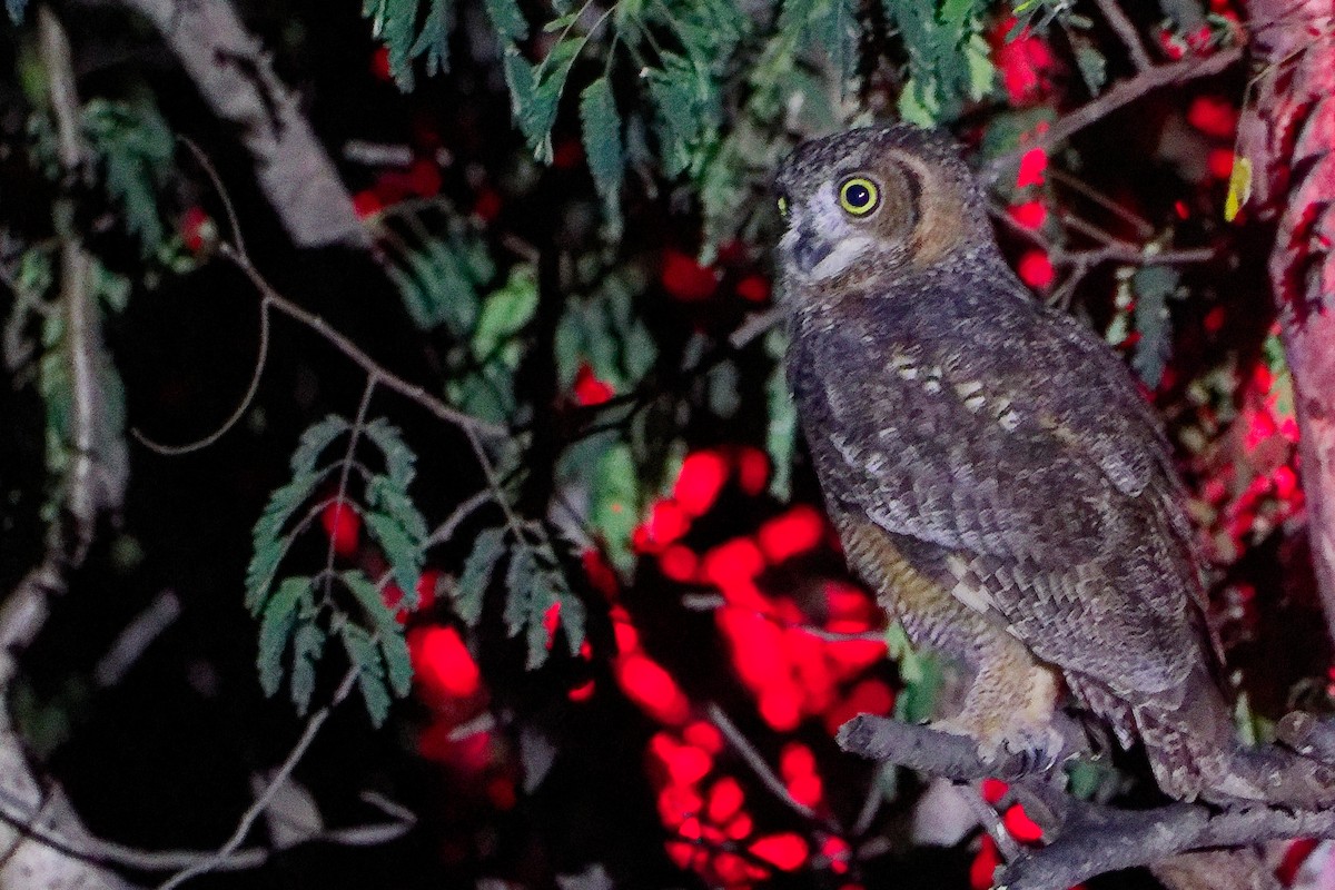 Arabian Eagle-Owl - ML645638337