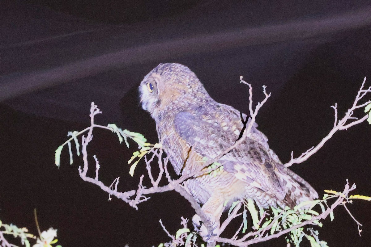 Arabian Eagle-Owl - ML645638341