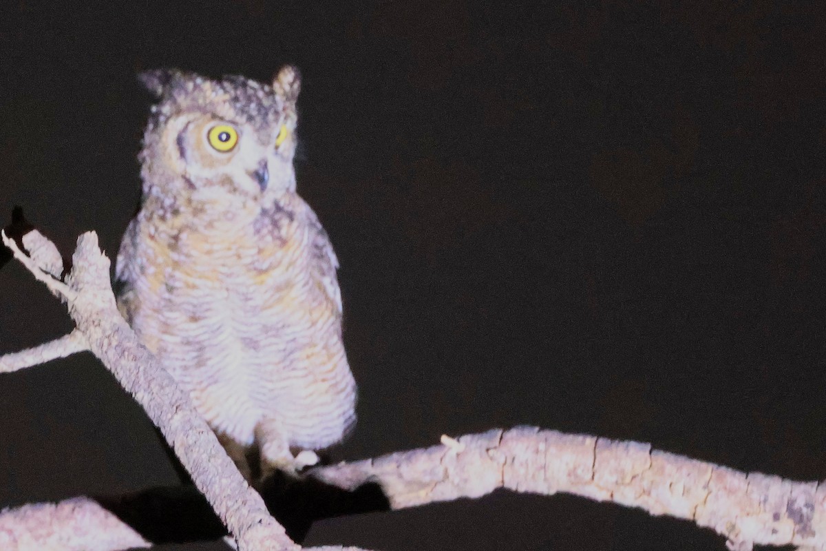 Arabian Eagle-Owl - ML645638342