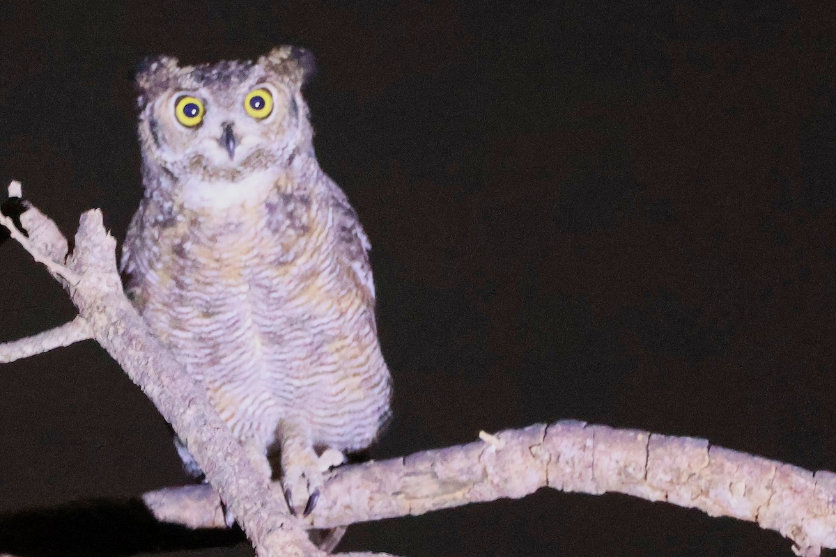 Arabian Eagle-Owl - ML645638343