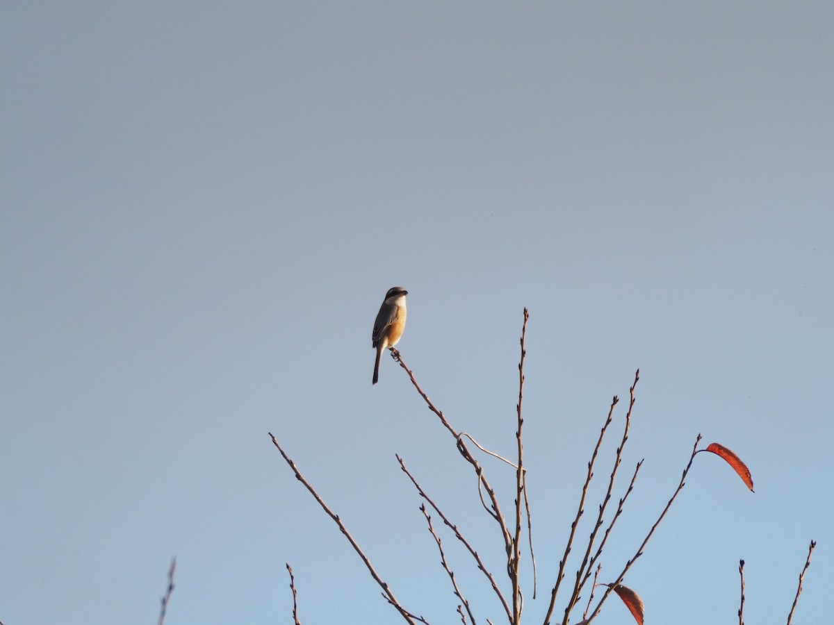 Сорокопуд японський - ML645638345