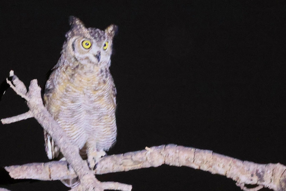 Arabian Eagle-Owl - ML645638347