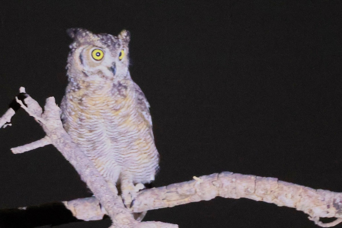 Arabian Eagle-Owl - ML645638349