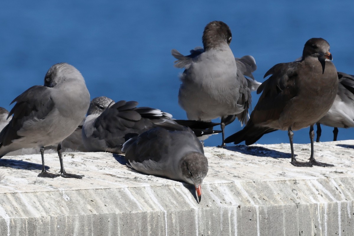 Heermann's Gull - ML645638350