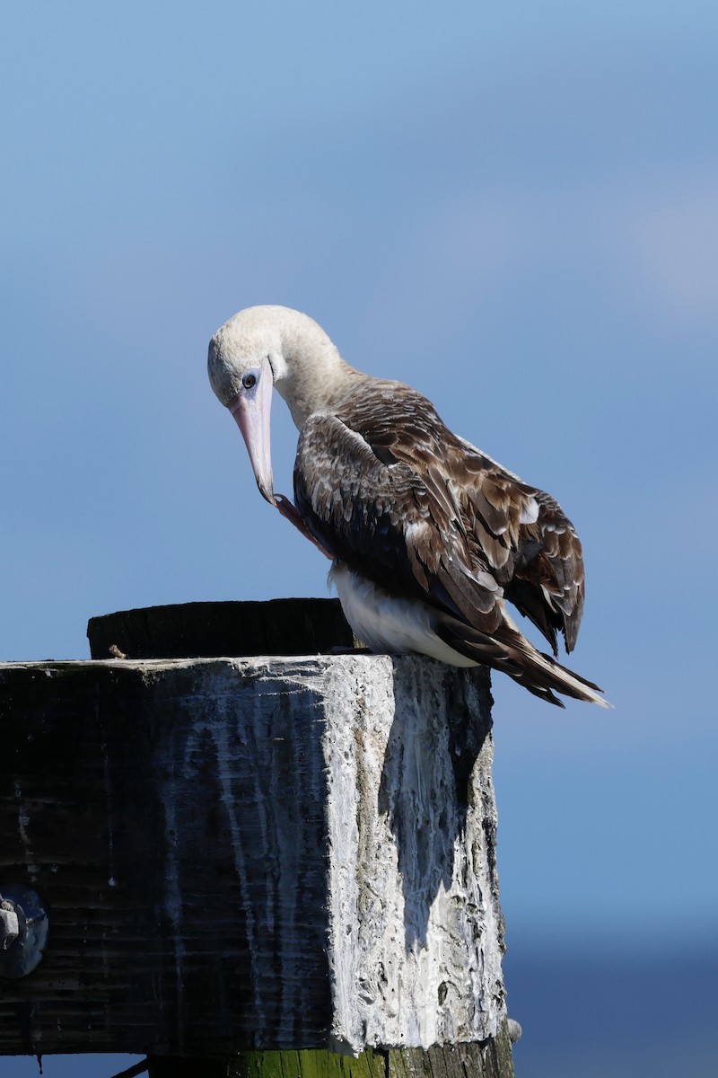 Rotfußtölpel - ML645638351