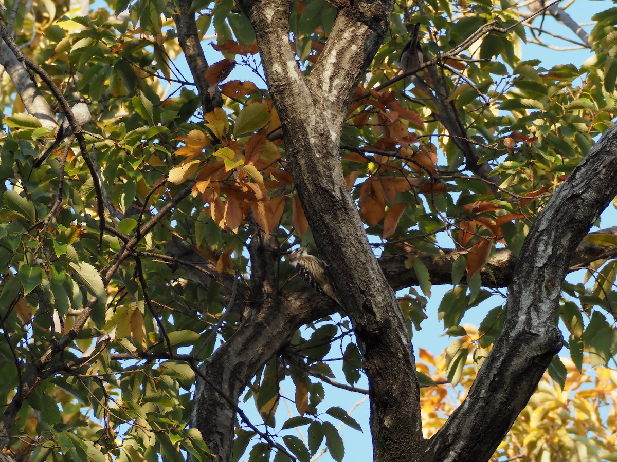 Дятел бурощокий - ML645638352