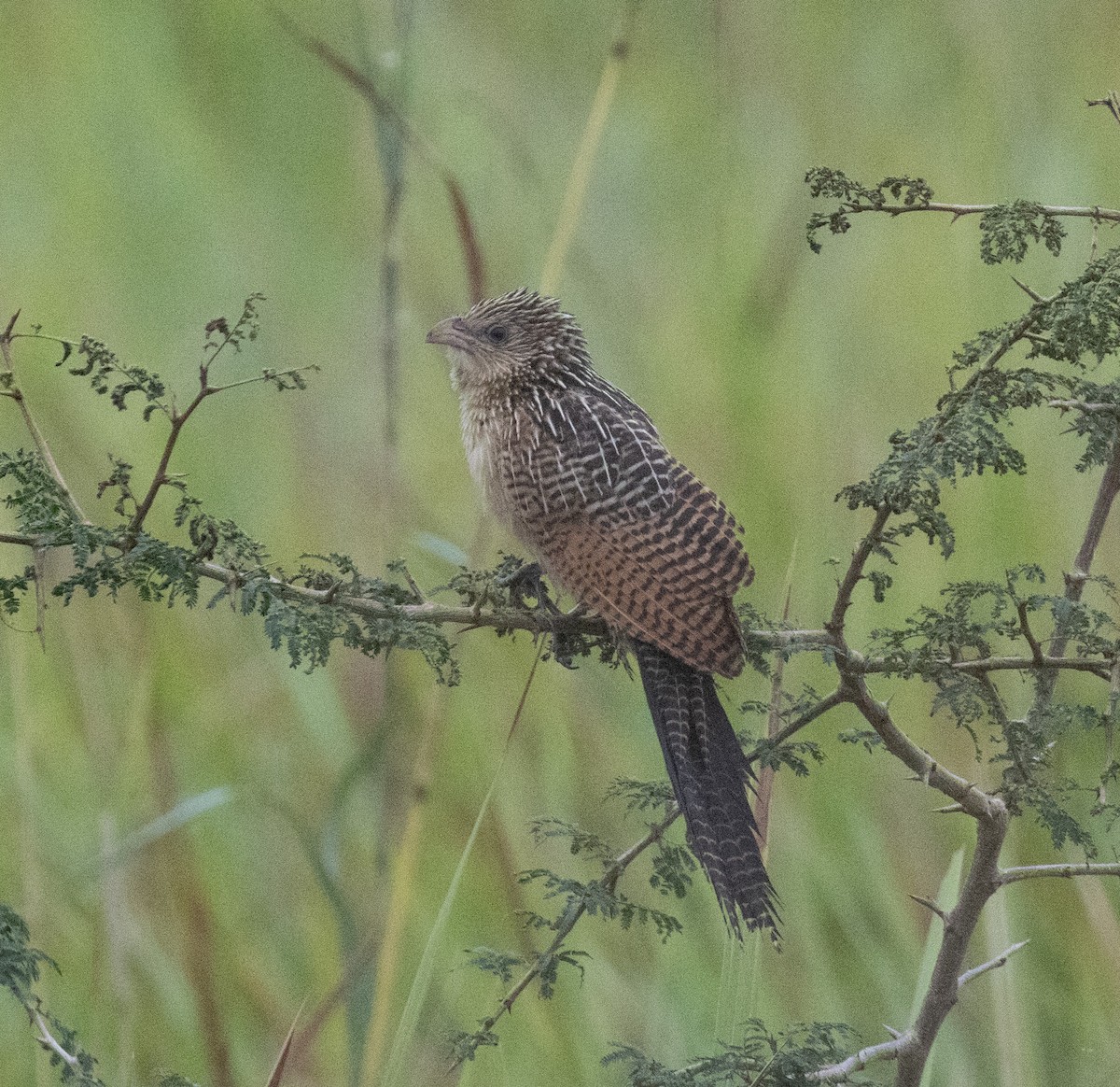Afrika Kara Kukalı - ML645638359