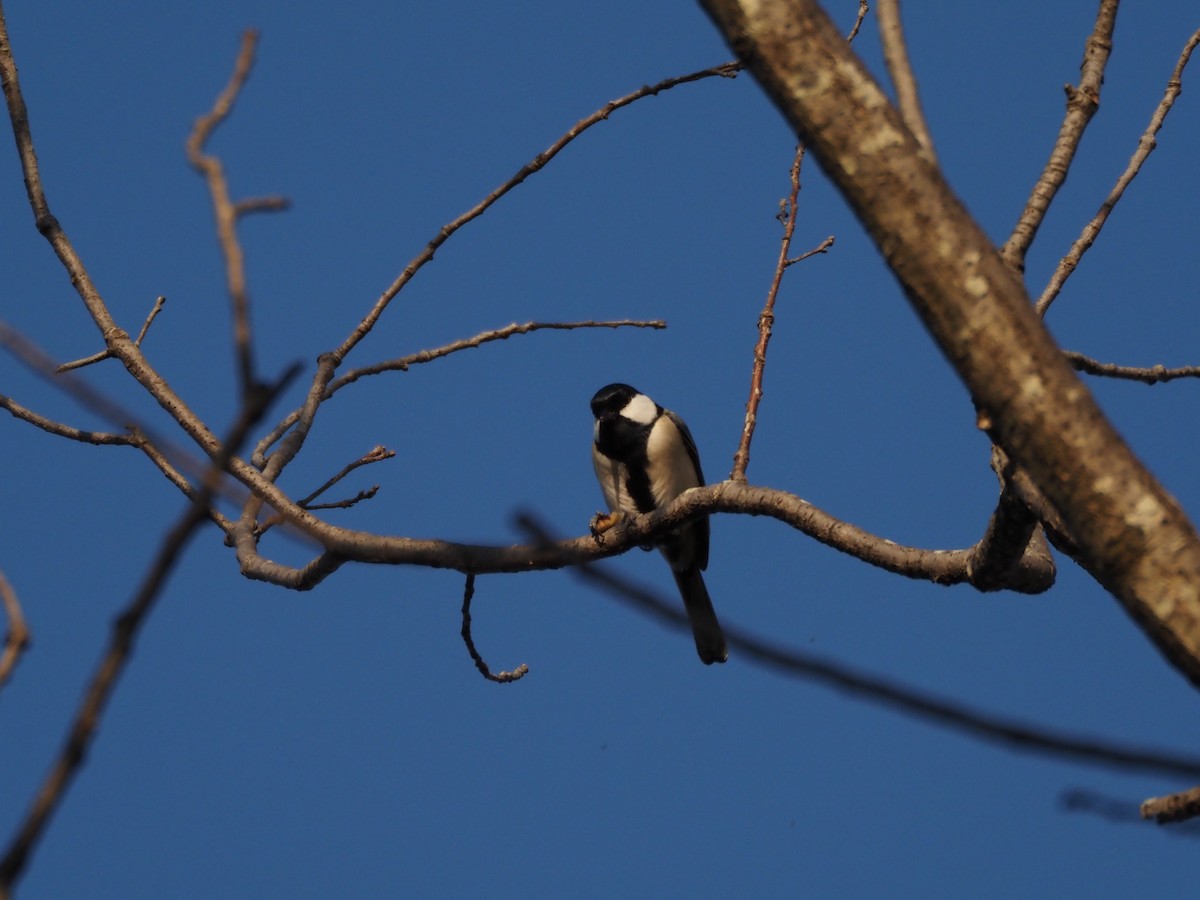 gråkjøttmeis - ML645638364