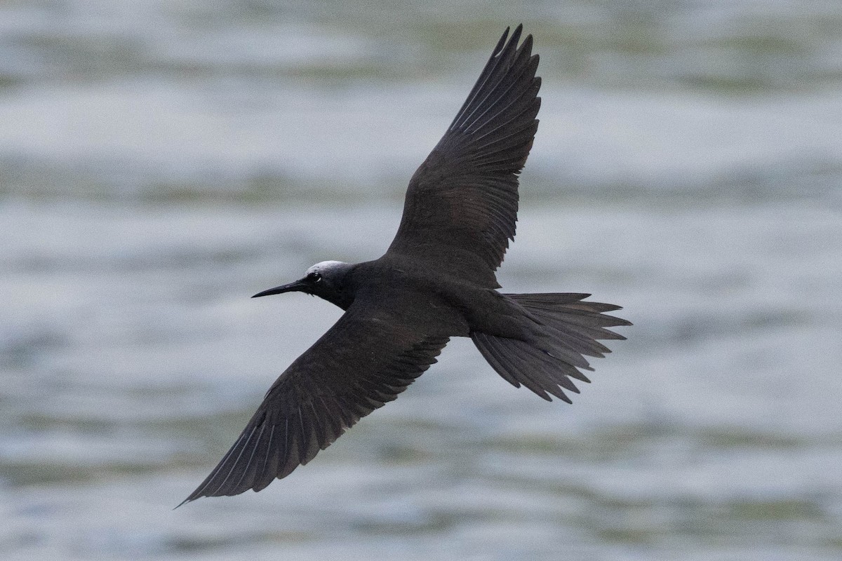 Black Noddy - ML645638373