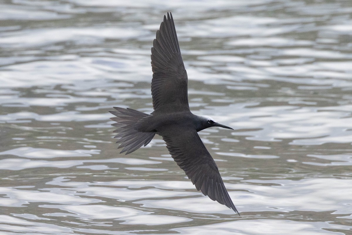 Black Noddy - ML645638374