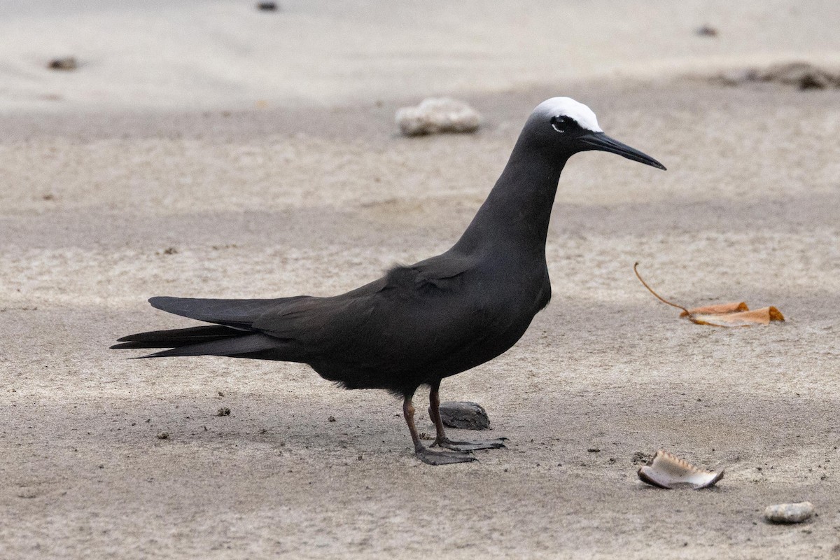 Black Noddy - ML645638375