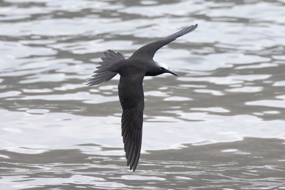 Black Noddy - ML645638376