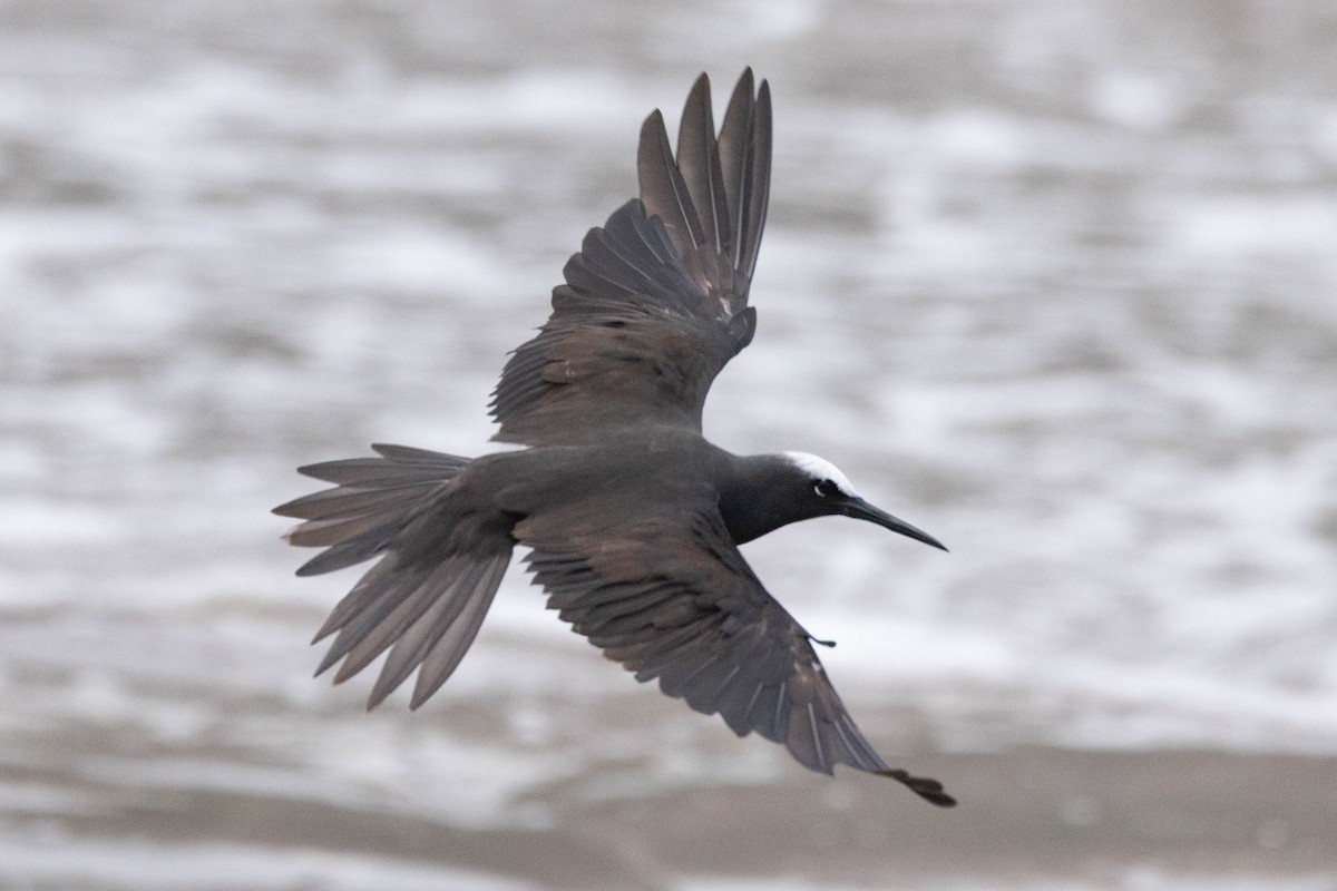 Black Noddy - ML645638378