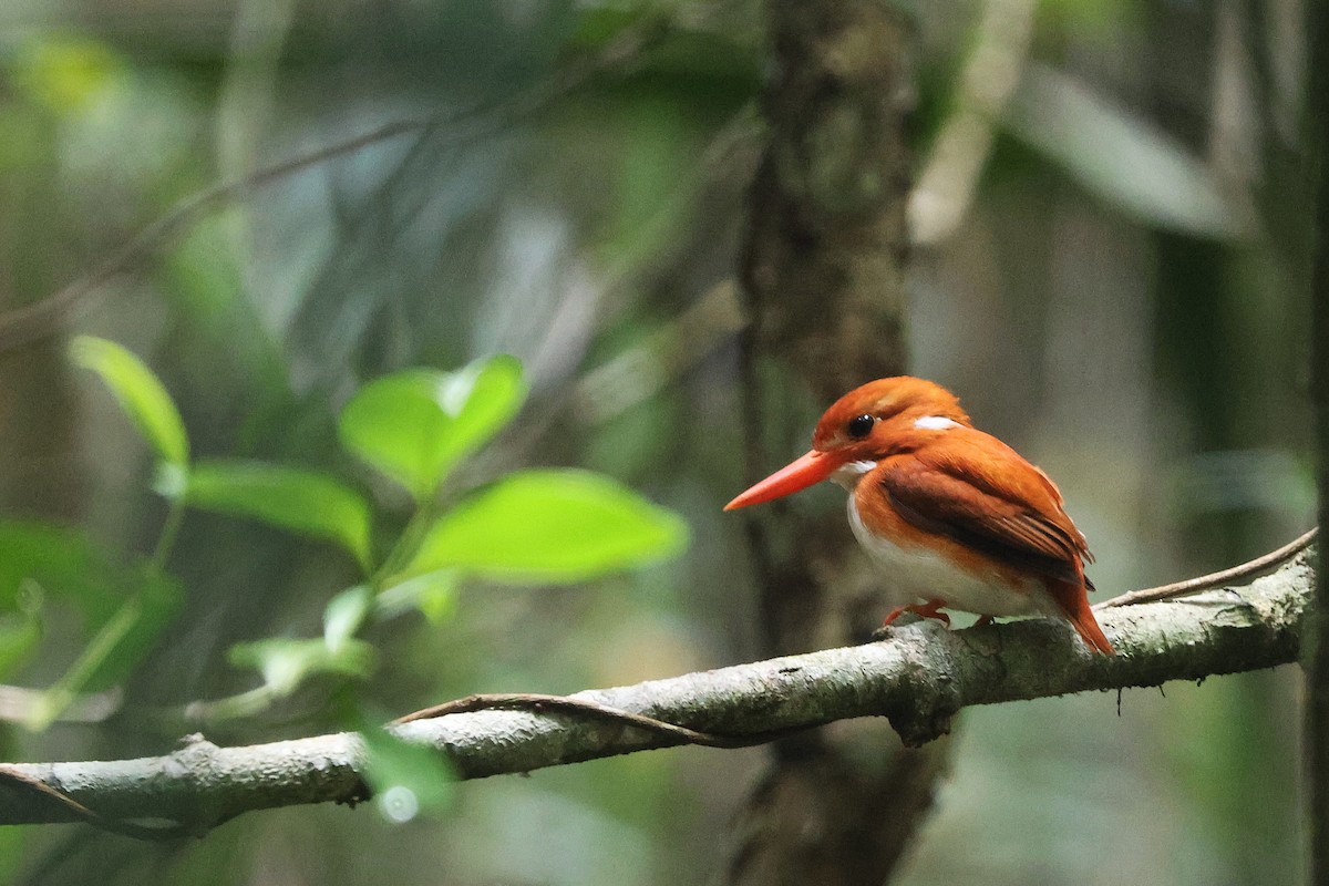 Madagascar Pygmy Kingfisher - ML645638392