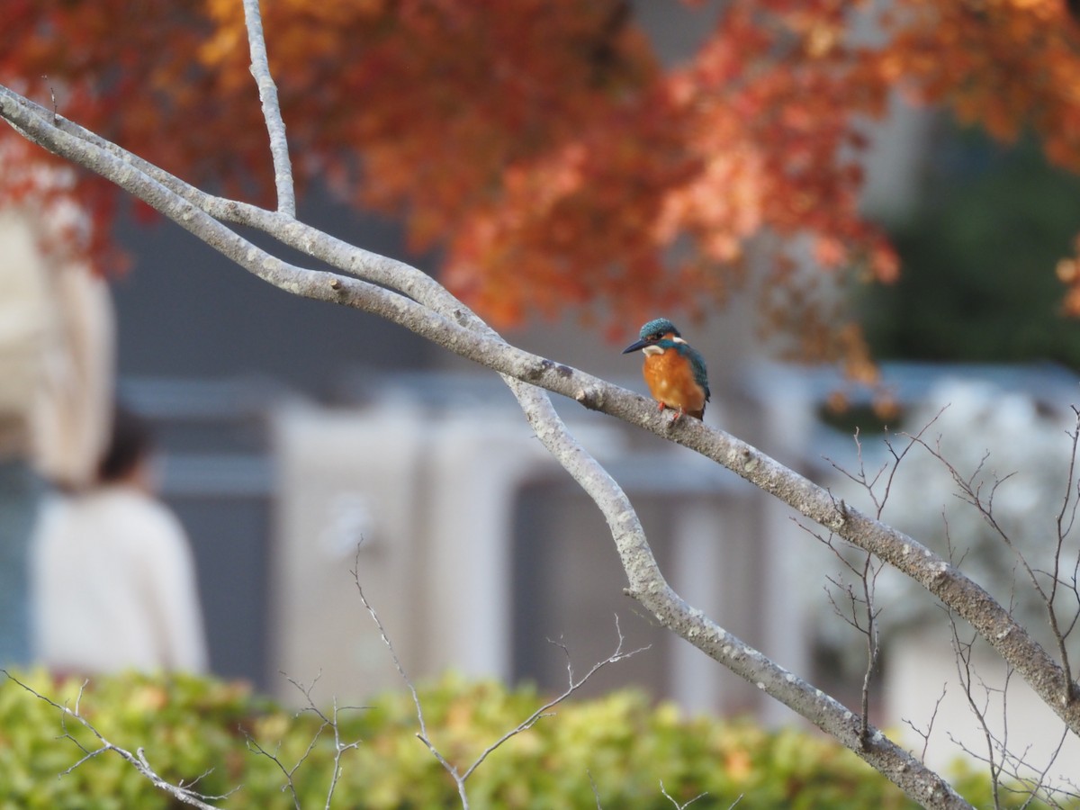 isfugl - ML645638396