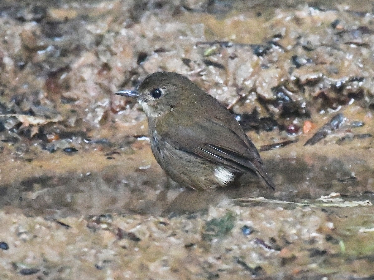 Lesser Shortwing - ML645638404