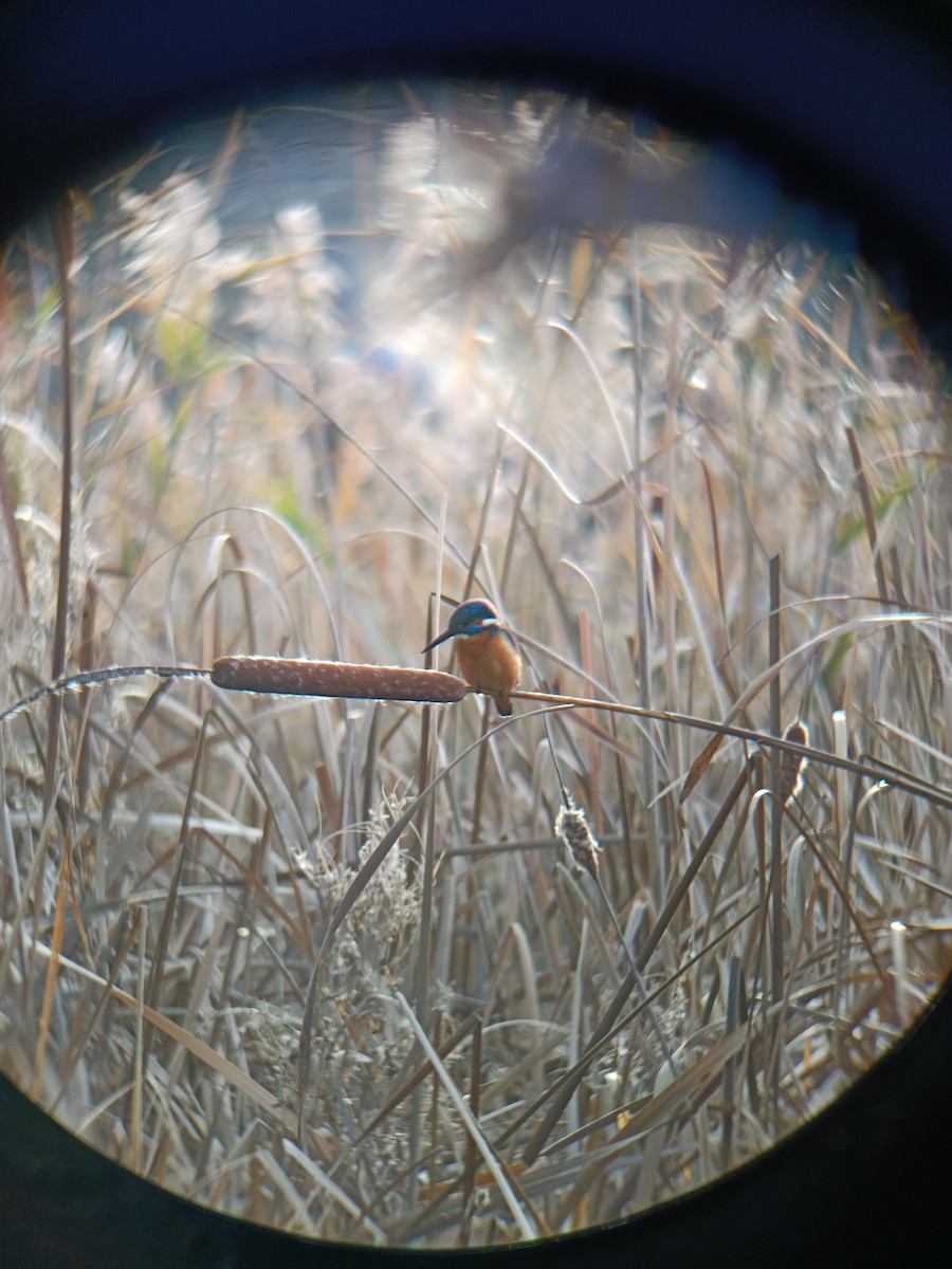 Common Kingfisher - ML645638406