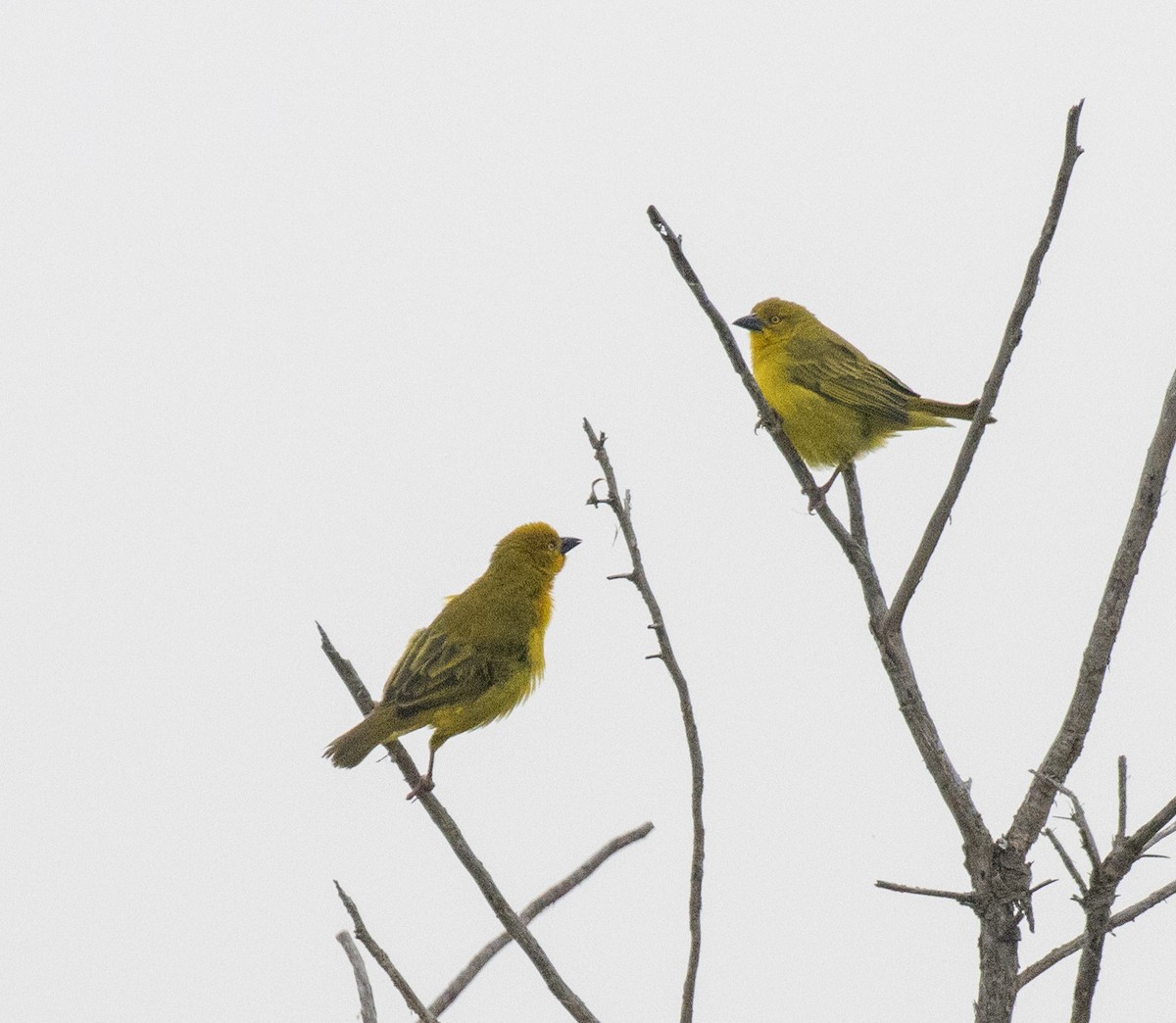 Holub's Golden-Weaver - ML645638411