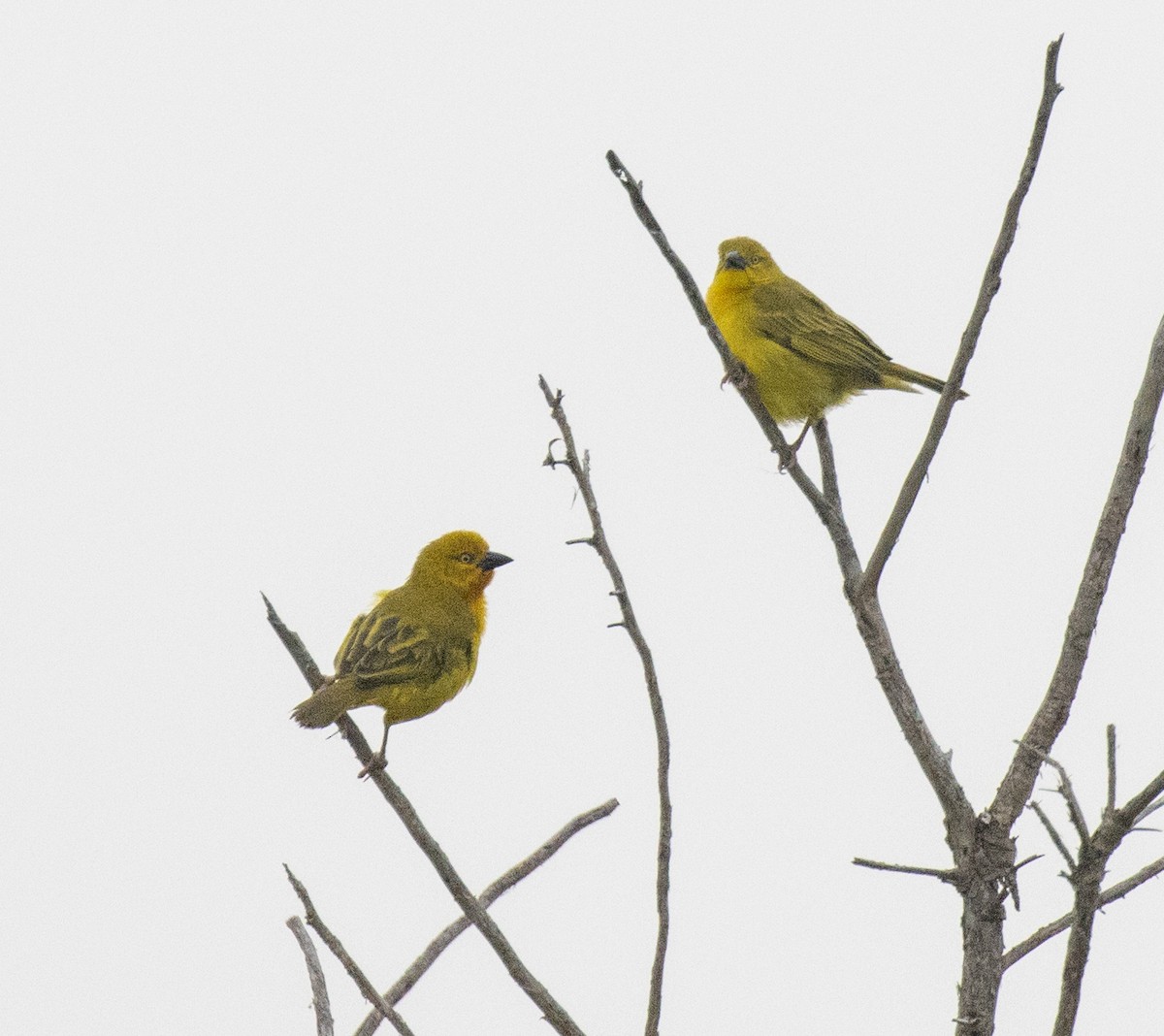Holub's Golden-Weaver - ML645638412