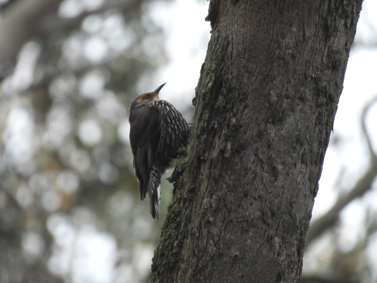 Red-browed Treecreeper - ML645638438