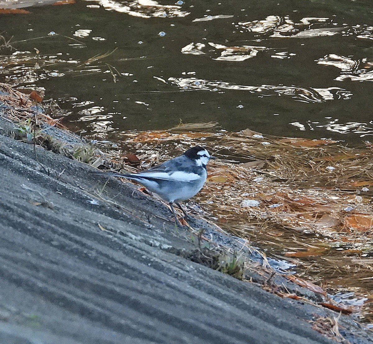 linerle - ML645638470