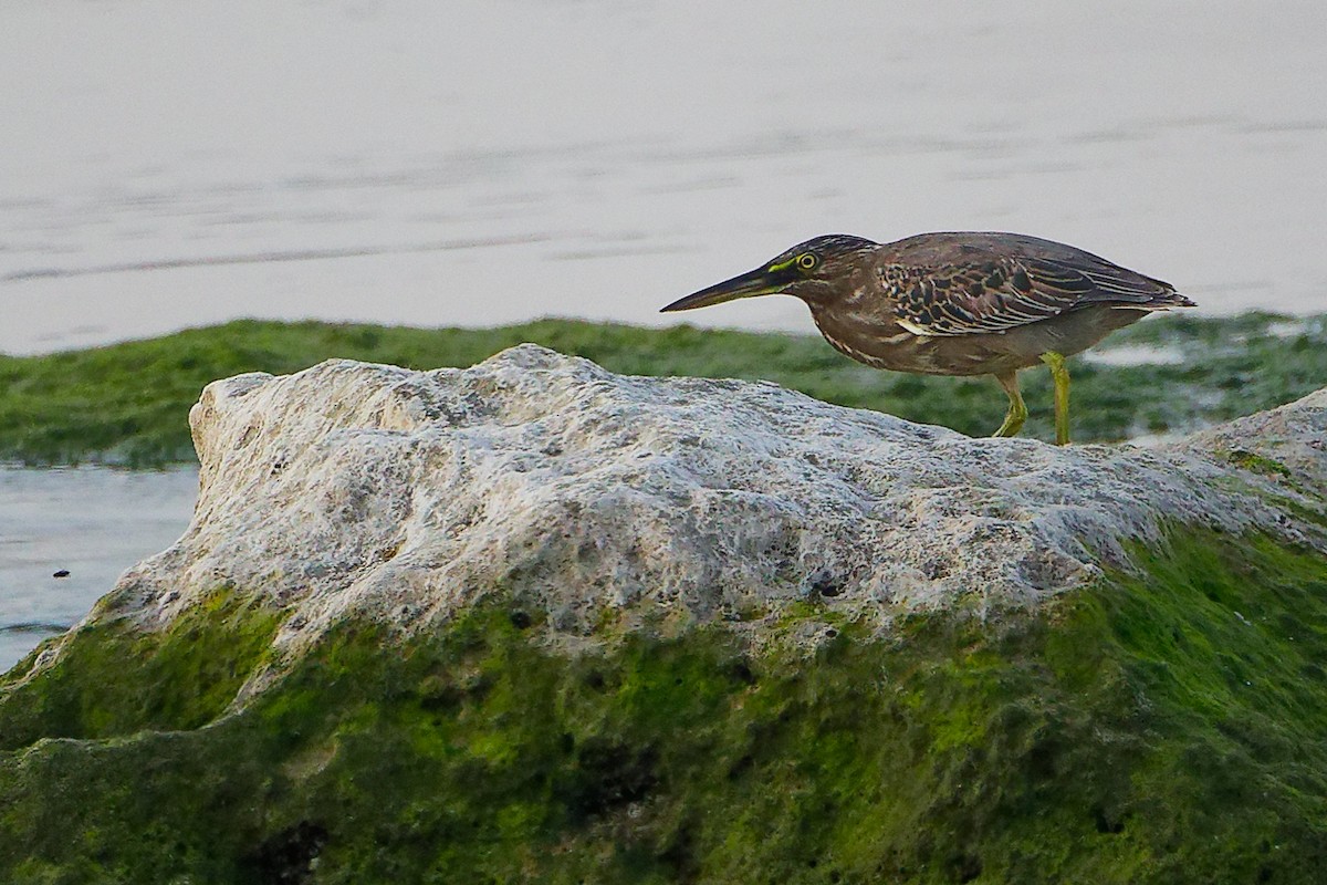 Little Heron - ML645638498