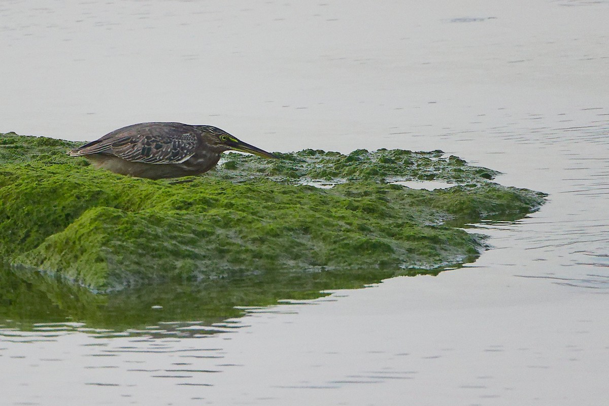 Little Heron - ML645638501