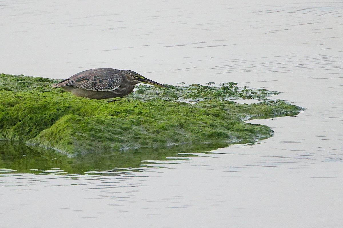 Little Heron - ML645638502